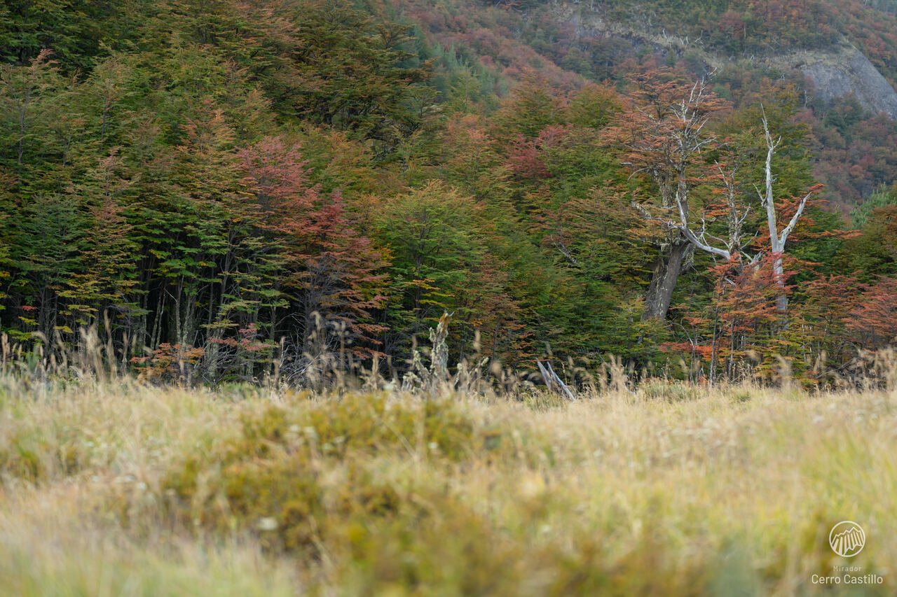 Bosque de Lengas